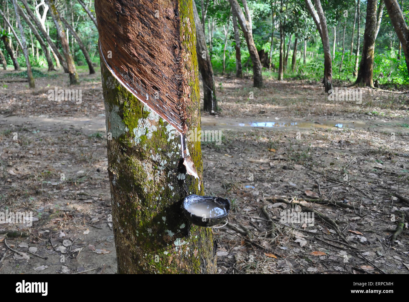 Durch Tippen auf Latex von einem Gummibaum. Bukit Lawang. Indonesien Stockfoto