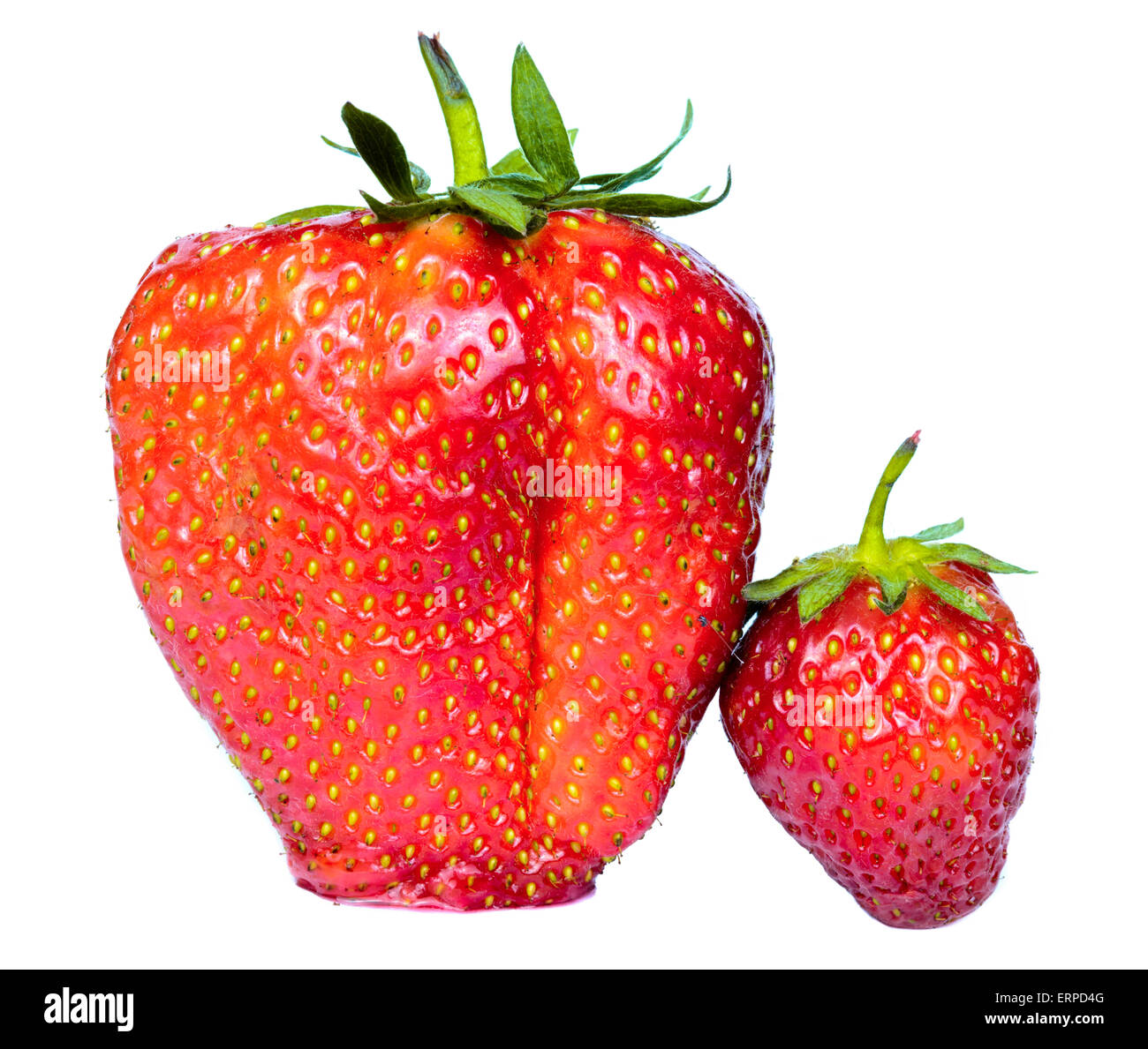 Große und kleine Reife englische Erdbeeren auf weißem Hintergrund. Stockfoto