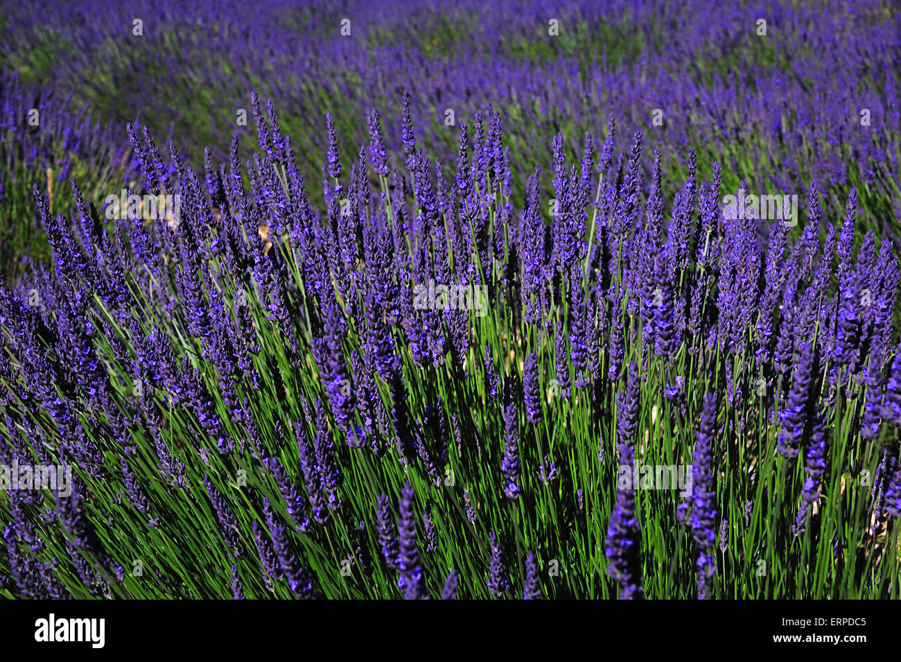 Trauben von Lavendel in der Provence Stockfoto