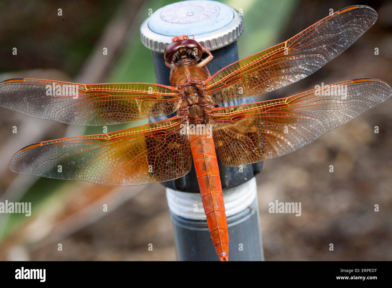 Orange Libelle mit durchsichtigen Flügeln thront auf einem Sprinklerkopf im heimischen Garten Stockfoto