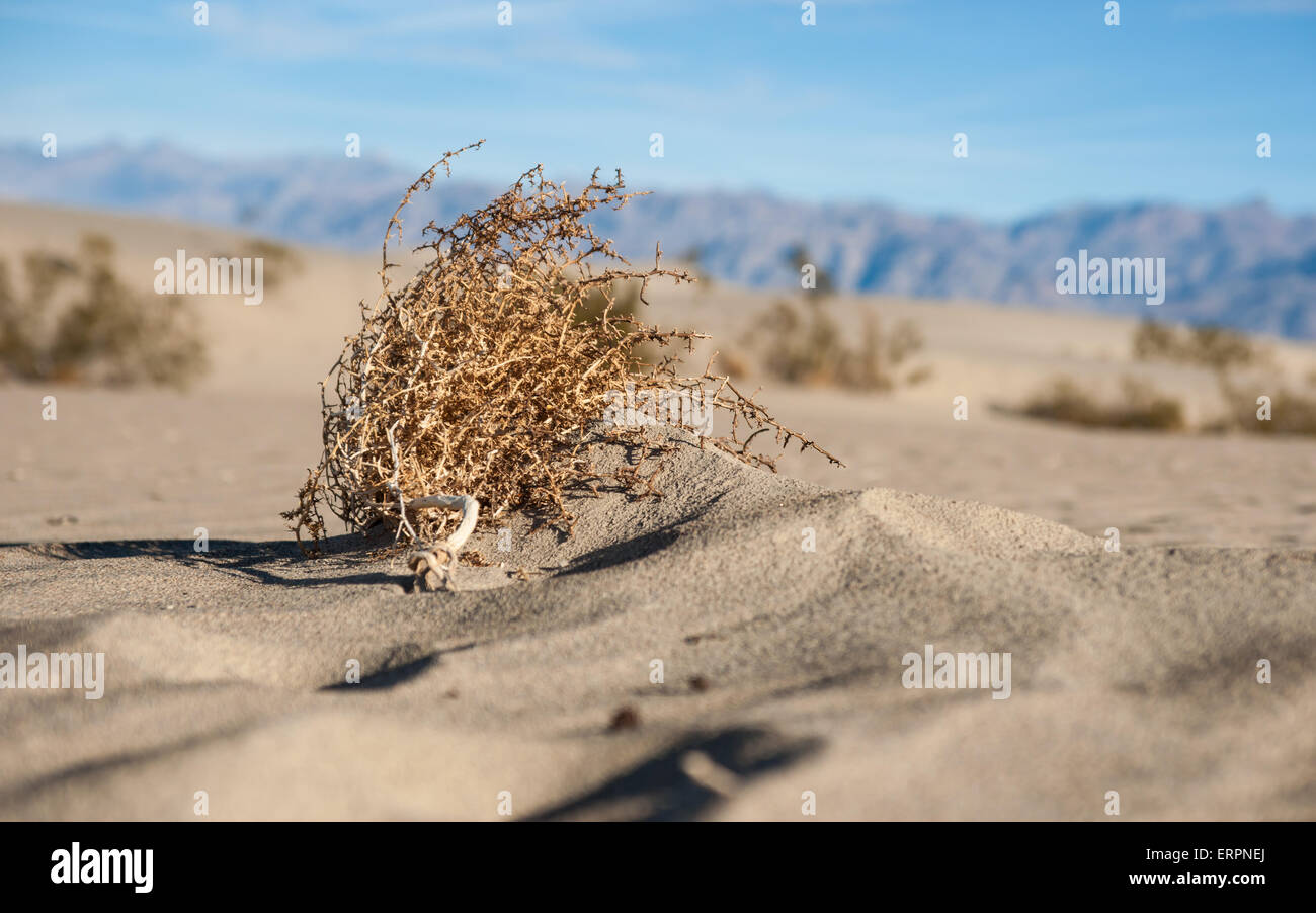Toten Beifuß liegt auf Sand in der Wüste Wildnis des amerikanischen Südwestens. Stockfoto