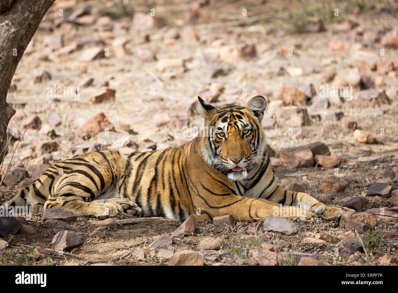 Ein Tiger unter einem Baum sitzt Stockfoto