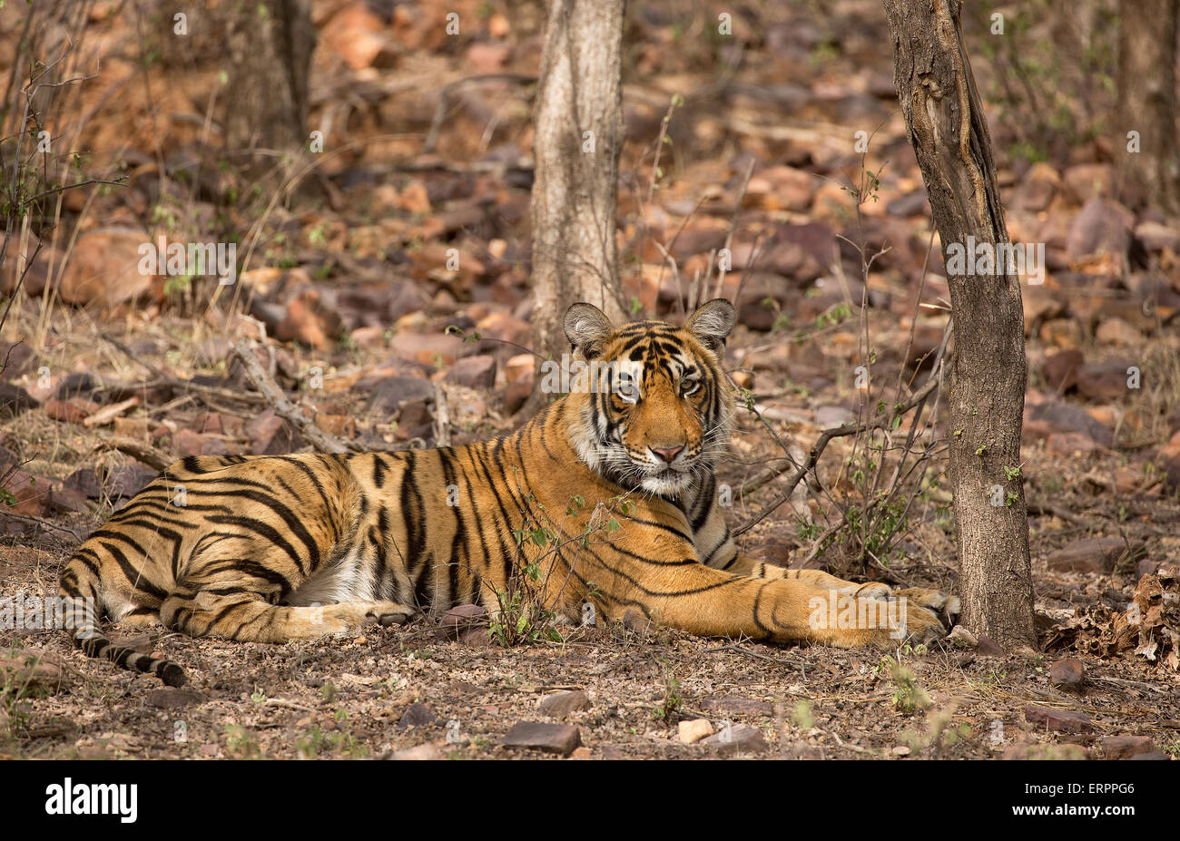 Ein Tiger sitzt im Schatten Stockfoto