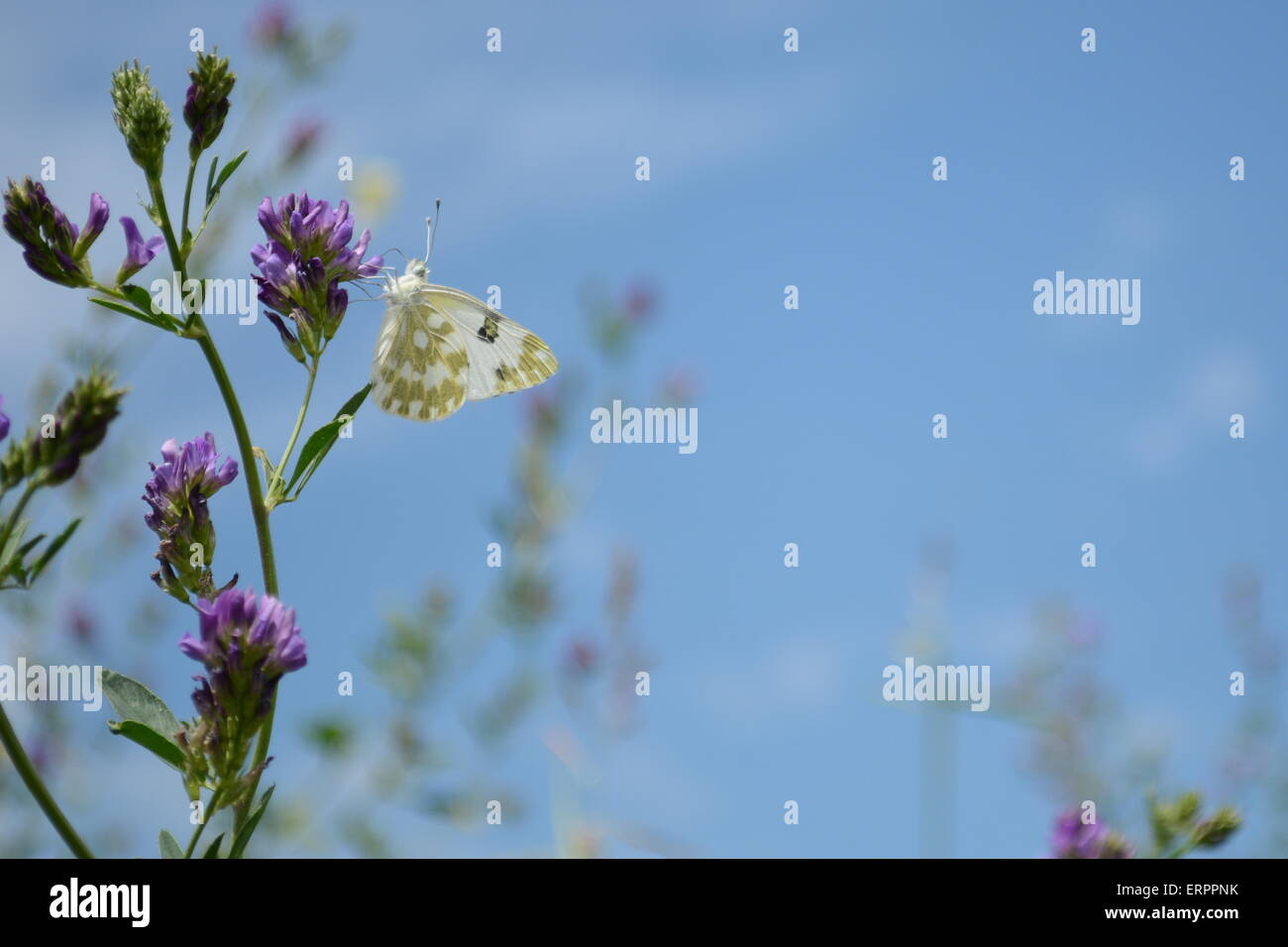 weißer Schmetterling sitzt auf lila Blüten vor blauem Himmel mit Wolken Stockfoto