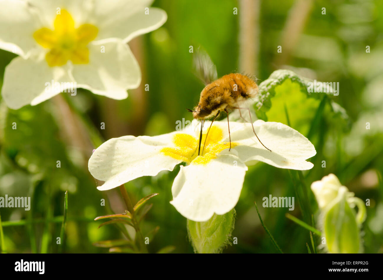 Biene-Fly, Bombylius major, am Primrose [Primula Vulgaris]. West Sussex, UK. April. Stockfoto