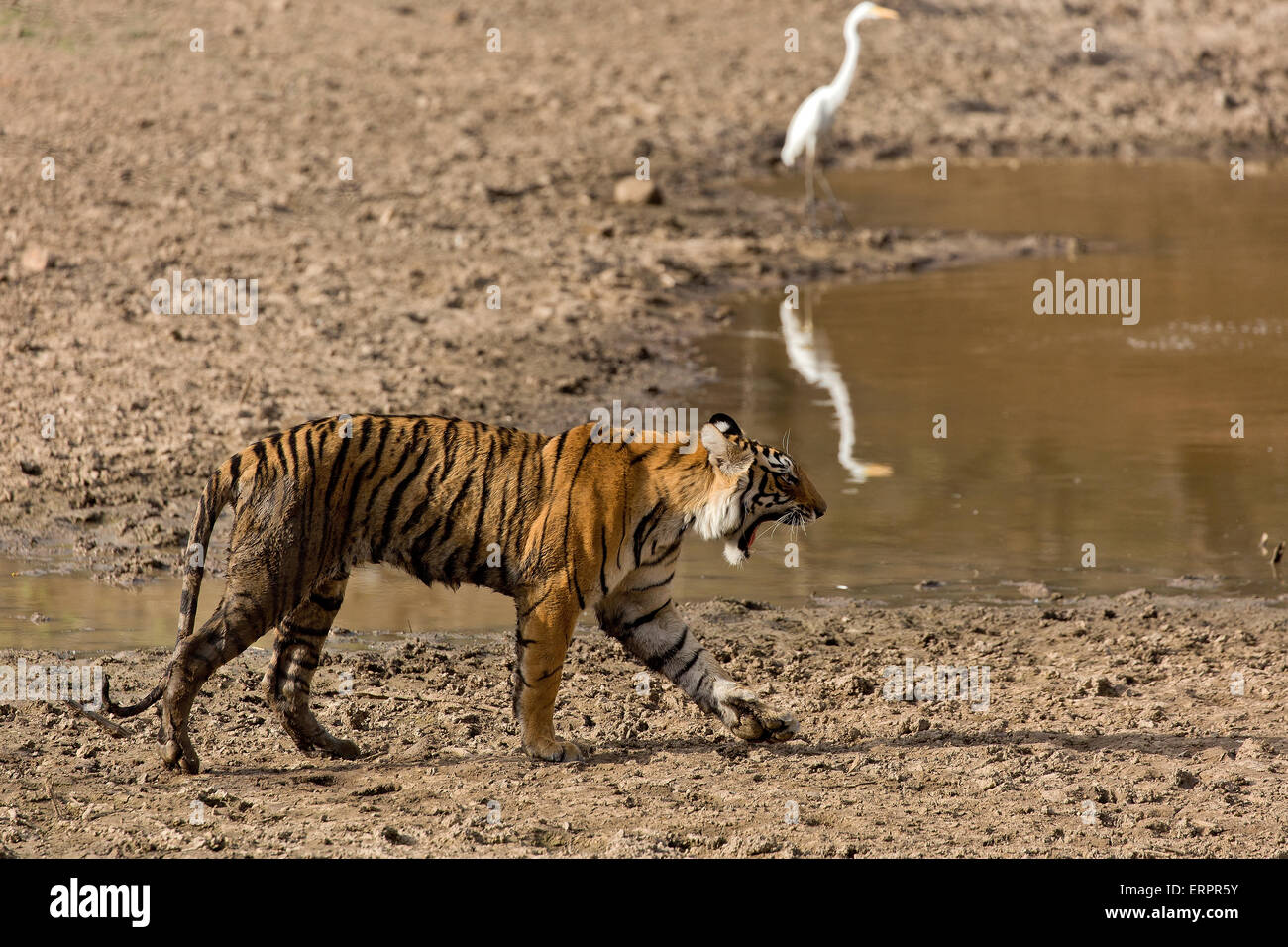 Ein Tiger geht vorbei durch ein Reiher Stockfoto