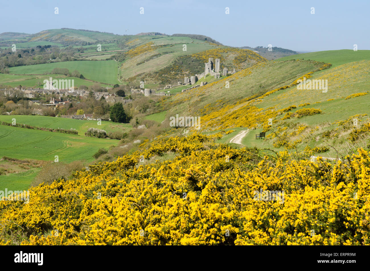 Blick vom Weg auf Challow Hill und Rollington Hill, der Corfe und Corfe Castle nach unten läuft. Ginster [Ulex Europaeus]. Dorset Stockfoto