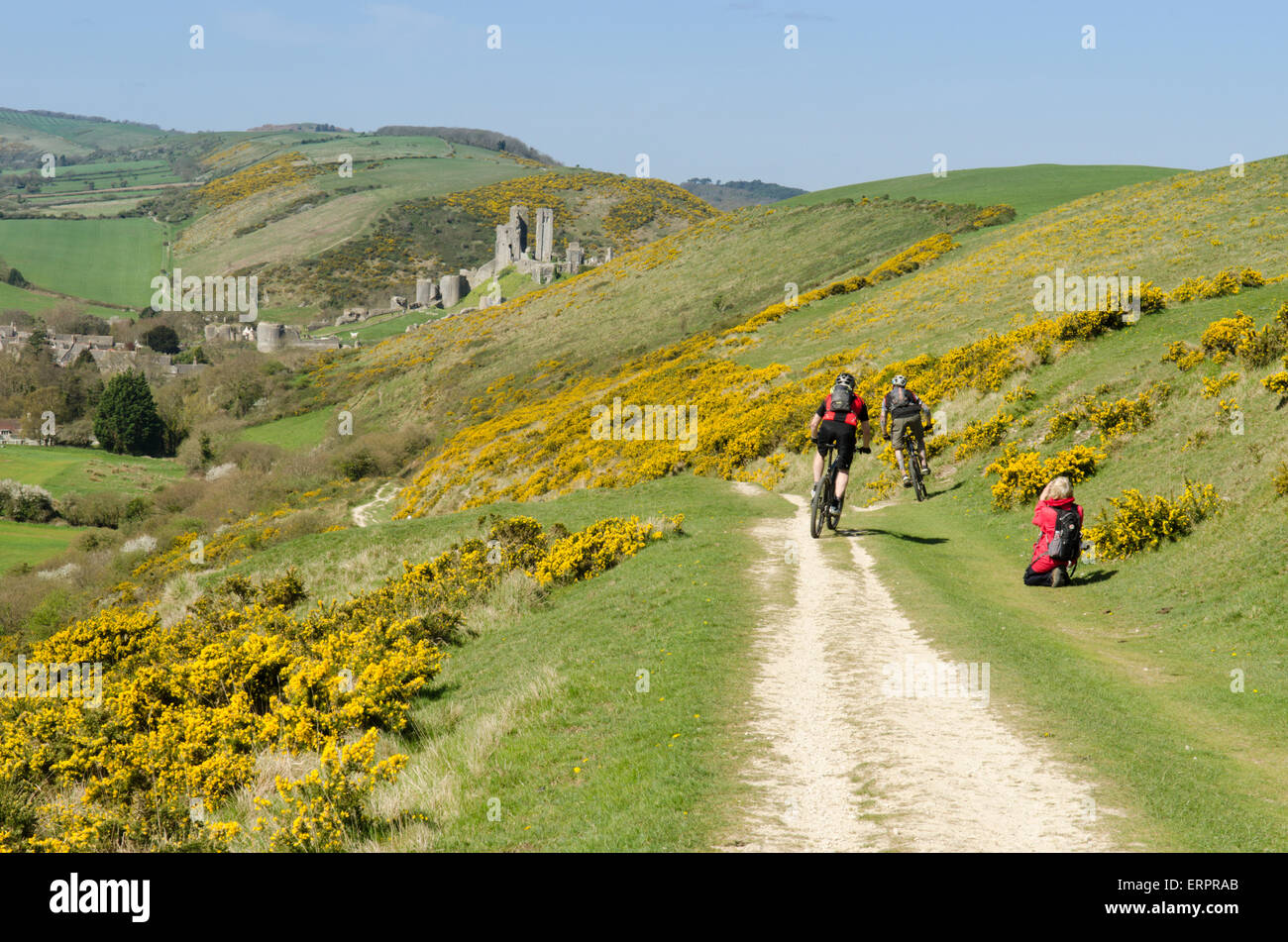 Walker, Radfahrer auf dem Weg auf Challow Hill und Rollington Hill, der nach Corfe Castle nach unten verläuft zu fotografieren. Ginster. Dorset Stockfoto
