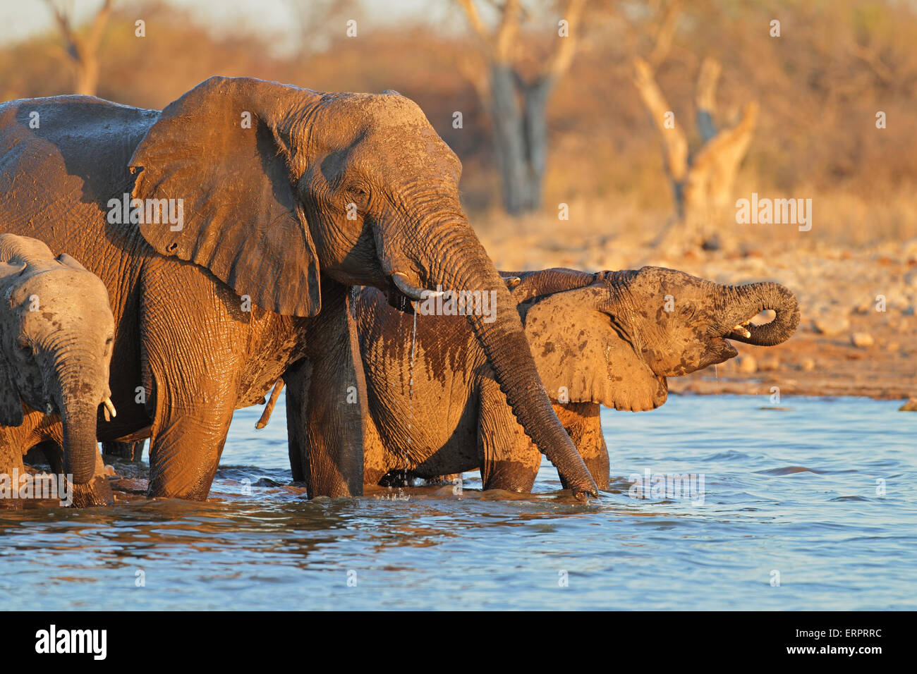 Afrikanische Elefanten (Loxodonta Africana) Trinkwasser, Etosha Nationalpark, Namibia Stockfoto