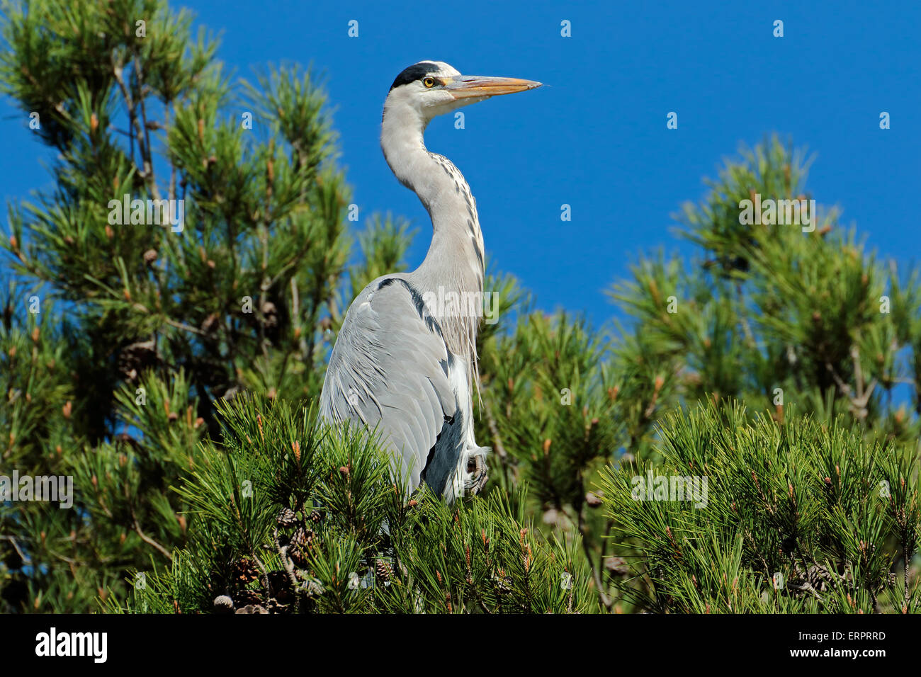 Ein Graureiher (Ardea Cinerea) thront auf einem Baum, Südafrika Stockfoto