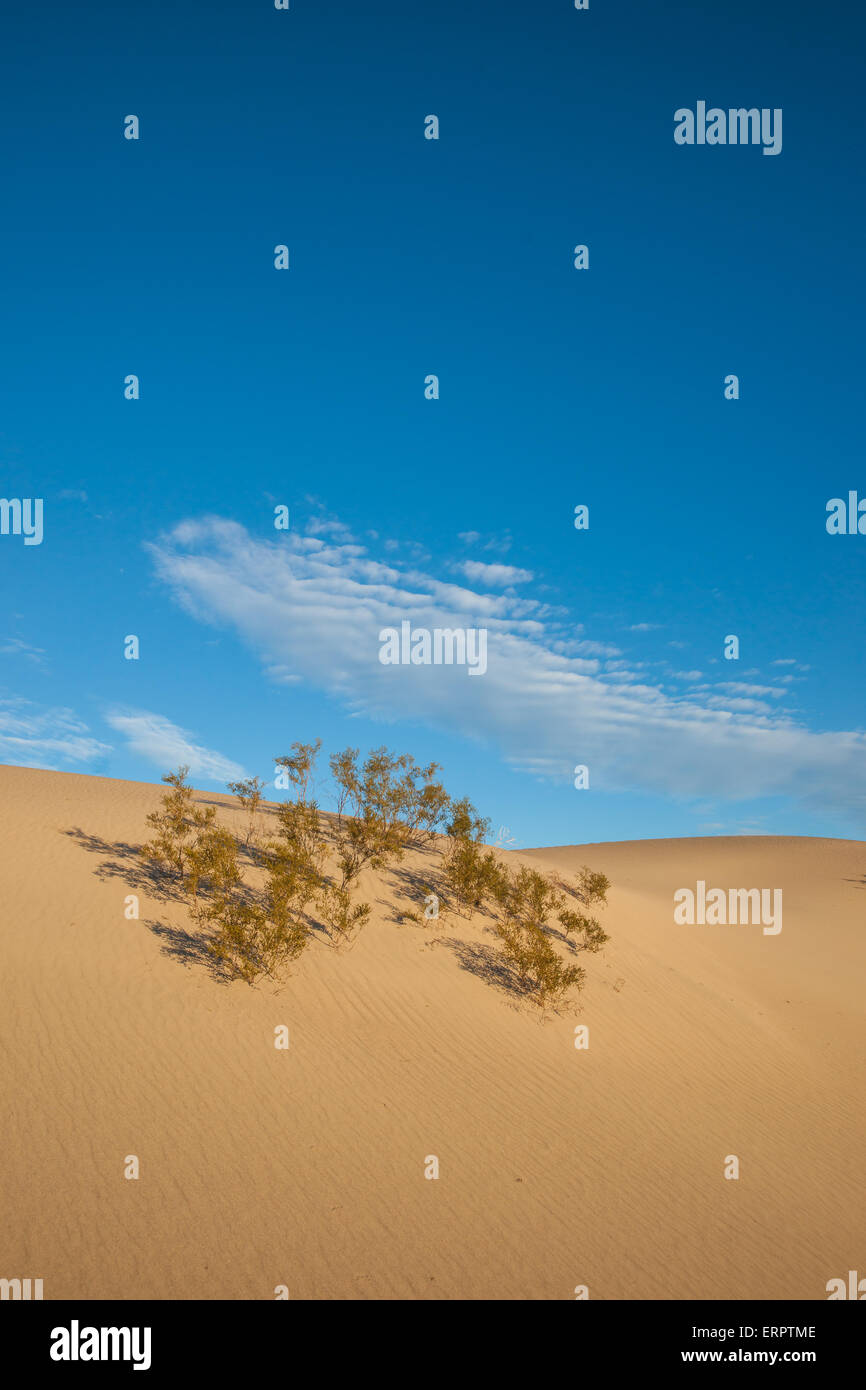 Grüne Pflanze wächst in Sanddüne im Mojave Death Valley in Kalifornien. Stockfoto