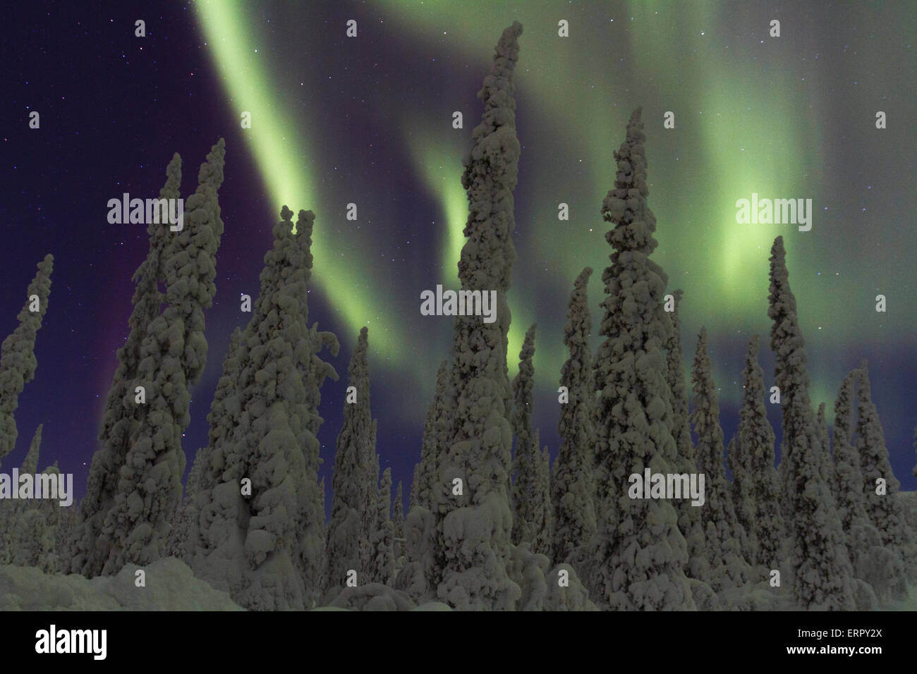 Northern light, Aurora Borealis, mit Schnee auf den Bäumen in Gällivare, Schwedisch-Lappland, Schweden Stockfoto
