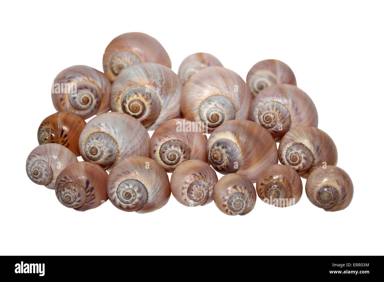 Halskette Muscheln Euspira catena Stockfoto