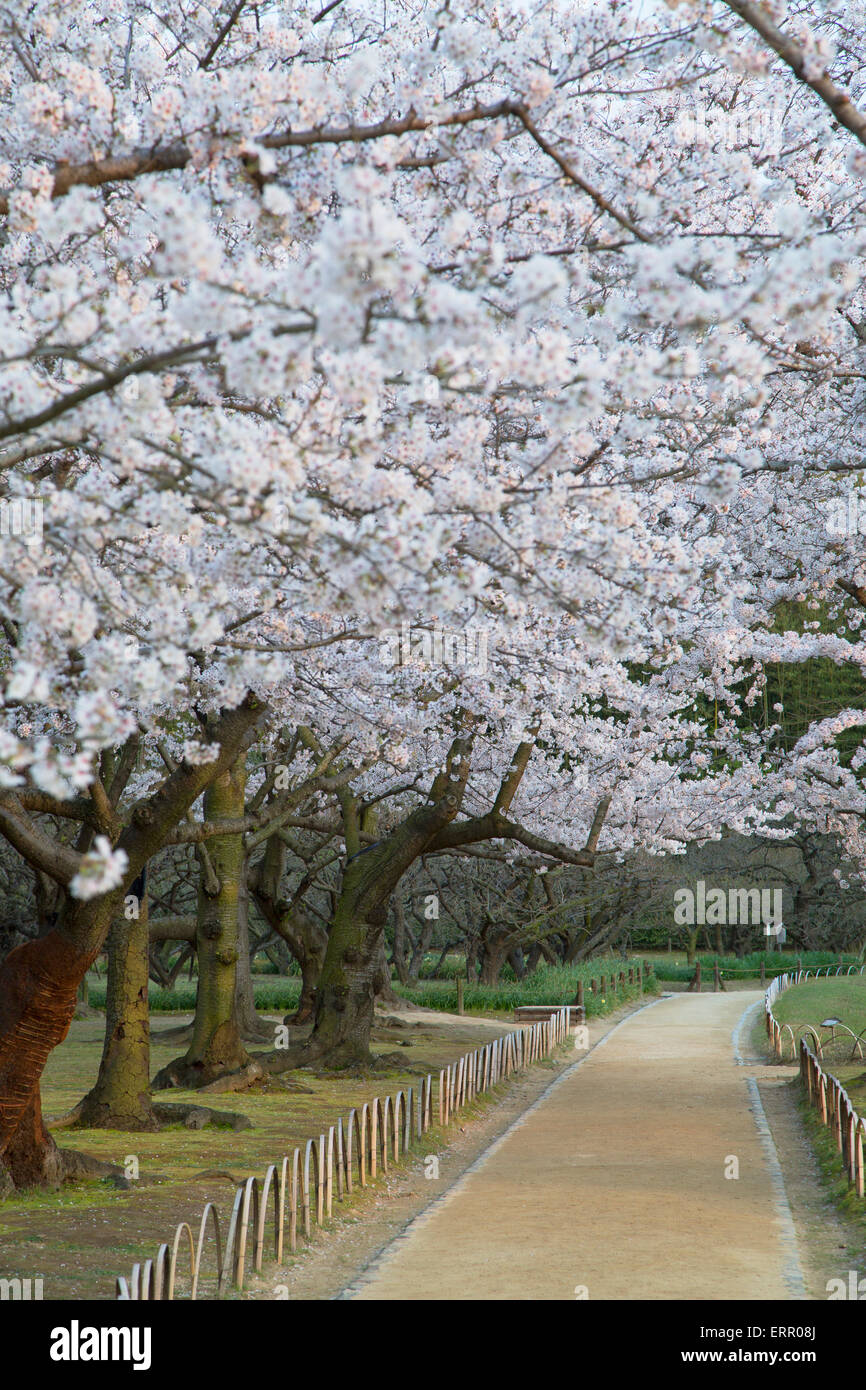 Kirschbäume blühen im Garten Koraku-En, Okayama, Okayama Präfektur, Japan Stockfoto