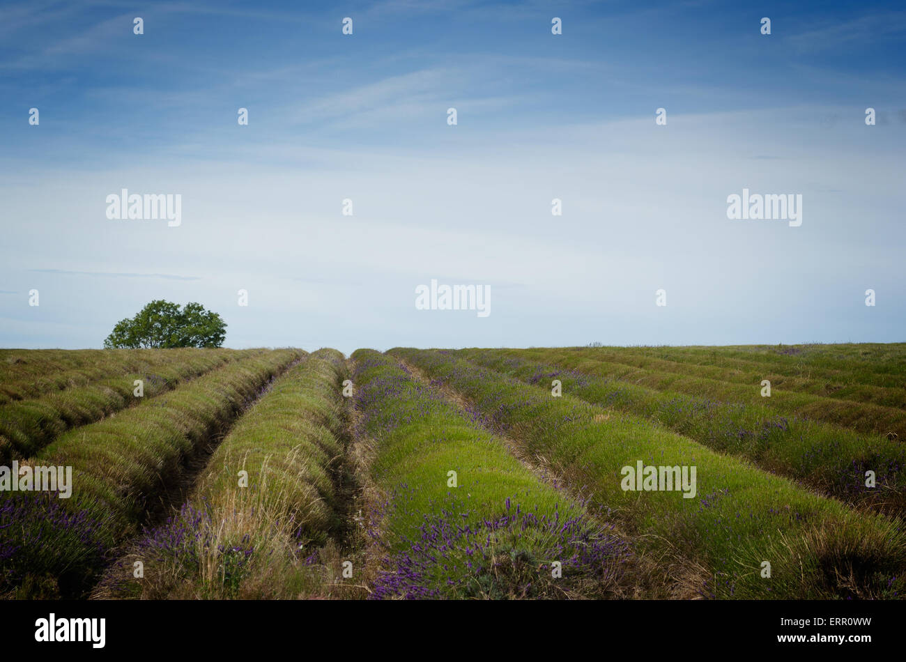 Geraden Reihen von Lavendel Pflanzen in einem Feld nach der Ernte. Stockfoto