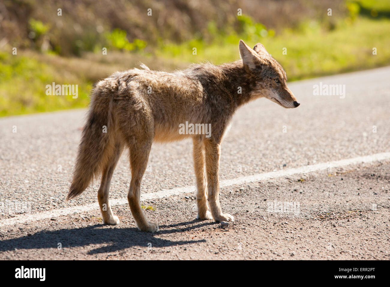 Coyote alleine auf einer einsamen Straße Stockfoto