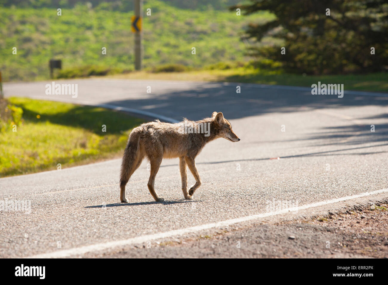 Coyote alleine auf einer einsamen Straße Stockfoto