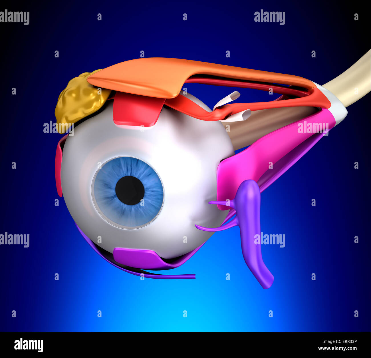 Auge Muskeln Anatomie - Querschnitt auf blauem Hintergrund Stockfoto