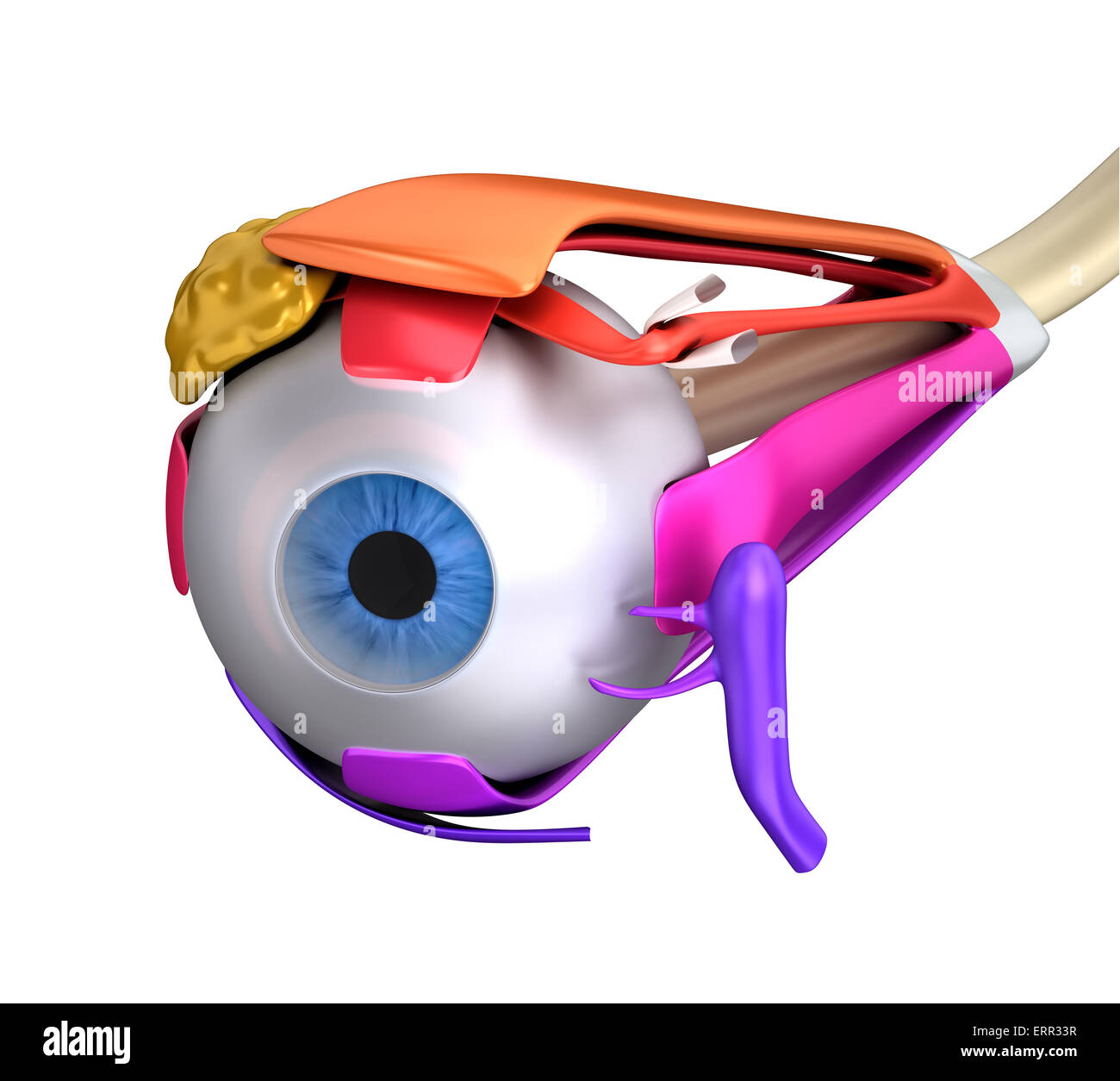 Auge Muskeln Anatomie - Querschnitt isoliert auf weiss Stockfoto