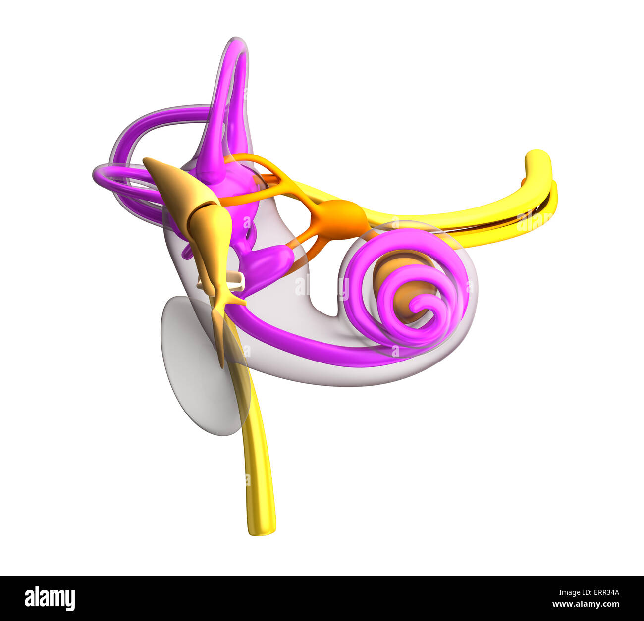 Innenohr Anatomie isoliert auf weiss Stockfoto
