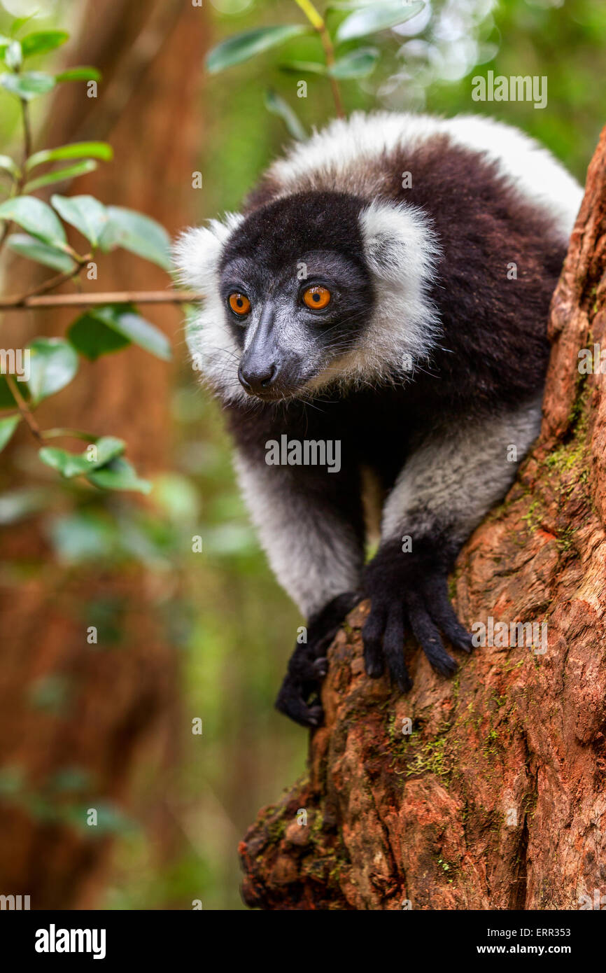 Ein Porträt von einem schwarzen und weißen Ruffed Lemur, Vakona Forest Reserve, Madagaskar. Stockfoto