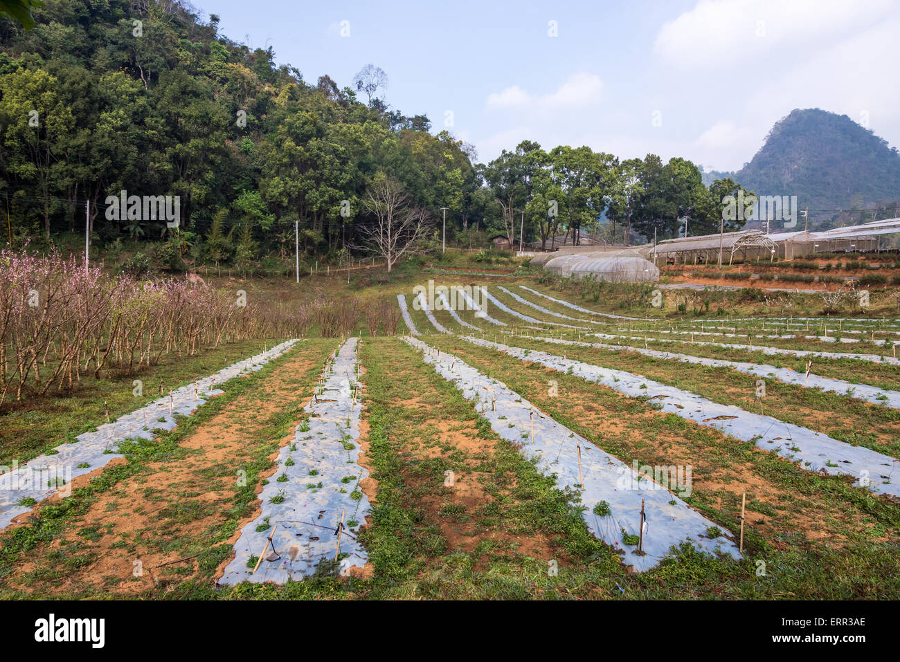 Gemüsegarten im Bio-Bauernhof auf dem hohen Berg. Stockfoto