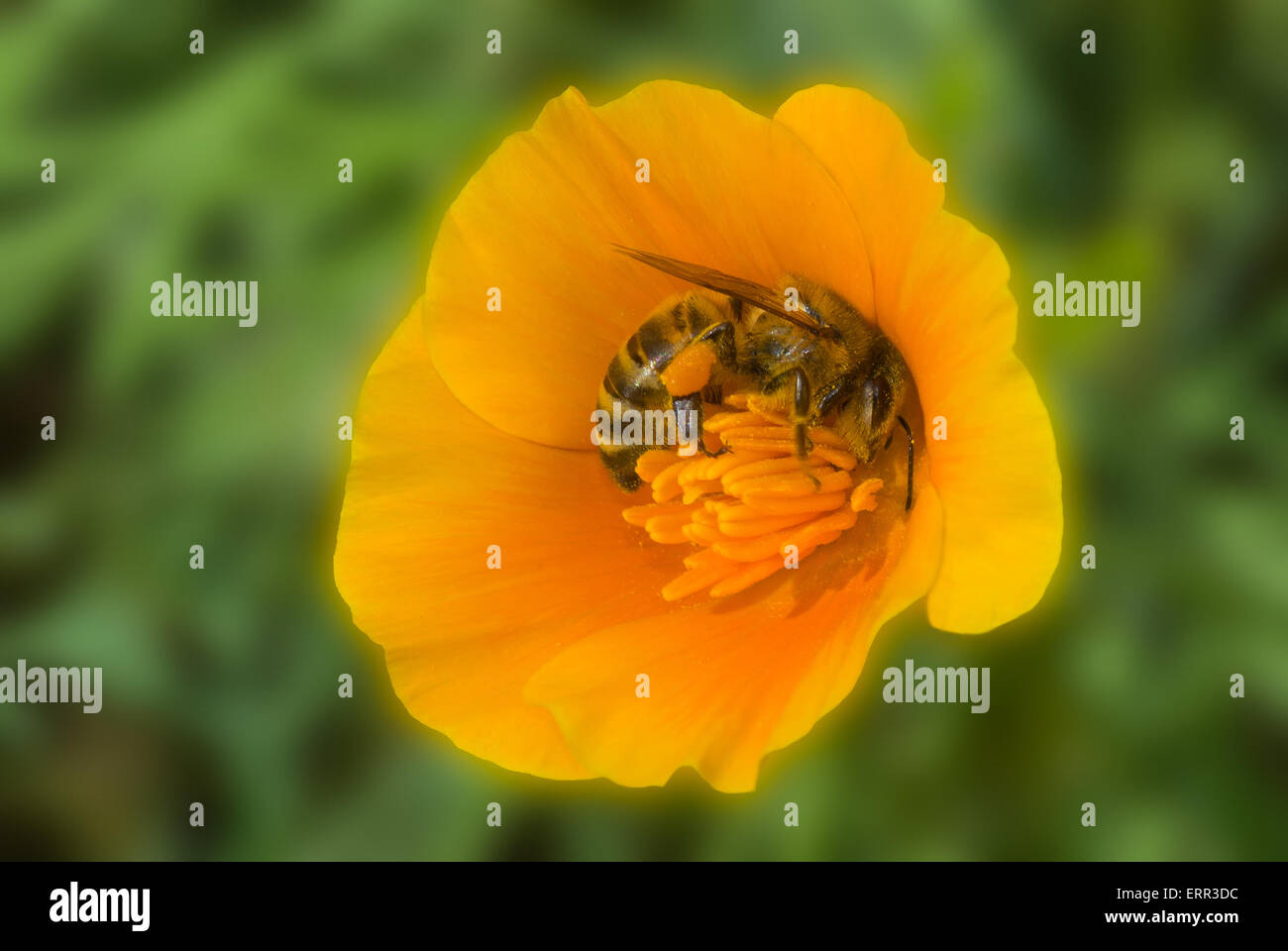 Biene und Blume Harmonie. Stockfoto