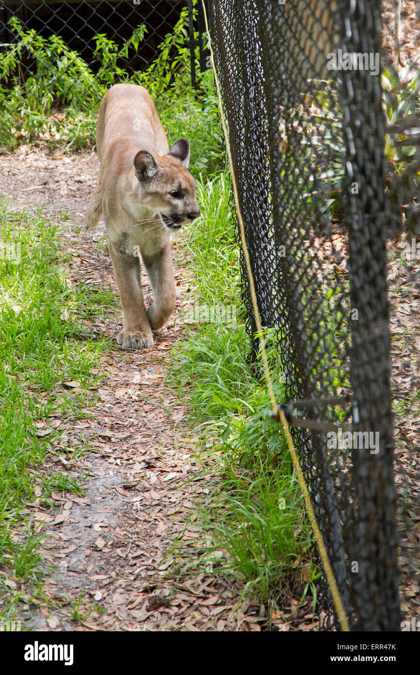 Homosassa Springs, Florida - A Florida Panther Schritte seinem Käfig im Homosassa Springs Wildlife State Park. Stockfoto