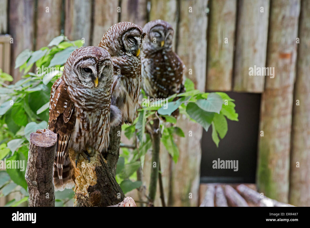 Homosassa Springs, Florida - Barred Eulen (Strix Varia) im Homosassa Springs Wildlife State Park. Stockfoto