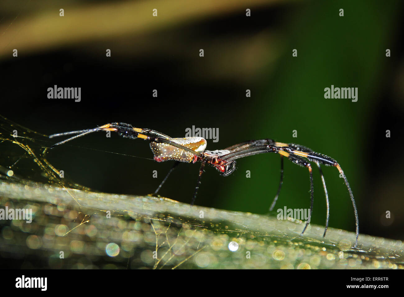 Golden Silk Orb-Weaver (Nephila Clavipes, aka Golden Orb-Weber, Holz Riesenspinne, Bananenspinne) auf Net von der Seite betrachtet, Stockfoto