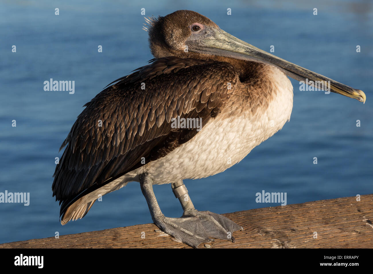 California Brown Pelican sonnen sich auf einer Mole Stockfoto