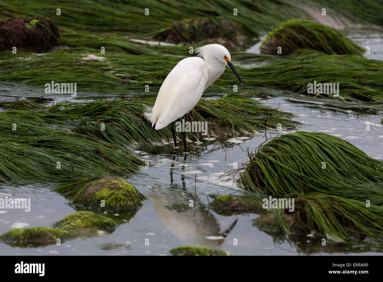 Snowy Egret reflektierend auf die tidepool Stockfoto