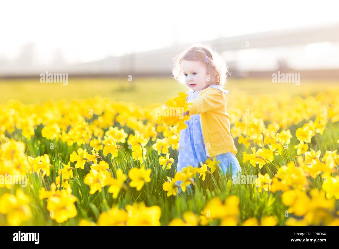 Schöne lockige Kleinkind Mädchen in einem blauen Kleid an einem sonnigen Sommerabend in einem Feld der gelben Narzisse Blumen spielen Stockfoto