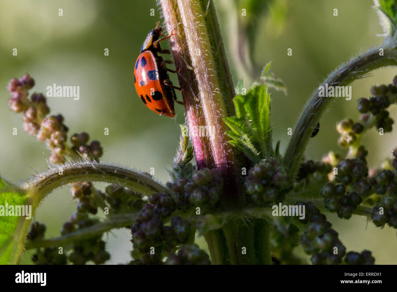 Nahaufnahme von roten und schwarzen Marienkäfer auf einer Pflanze vor einem grünen Hintergrund Stockfoto