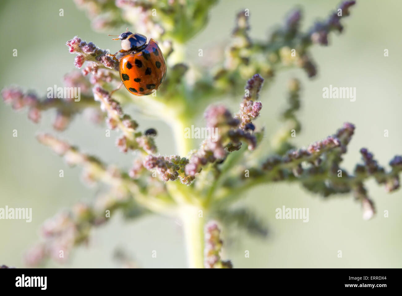 Nahaufnahme von roten und schwarzen Marienkäfer auf eine Pflanze gegen einen hellgrünen Hintergrund Stockfoto