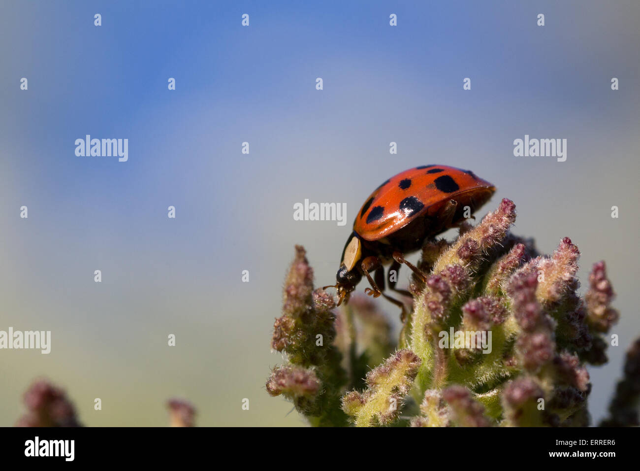 Nahaufnahme von roten und schwarzen Marienkäfer auf einer Pflanze vor einem blauen Hintergrund Stockfoto