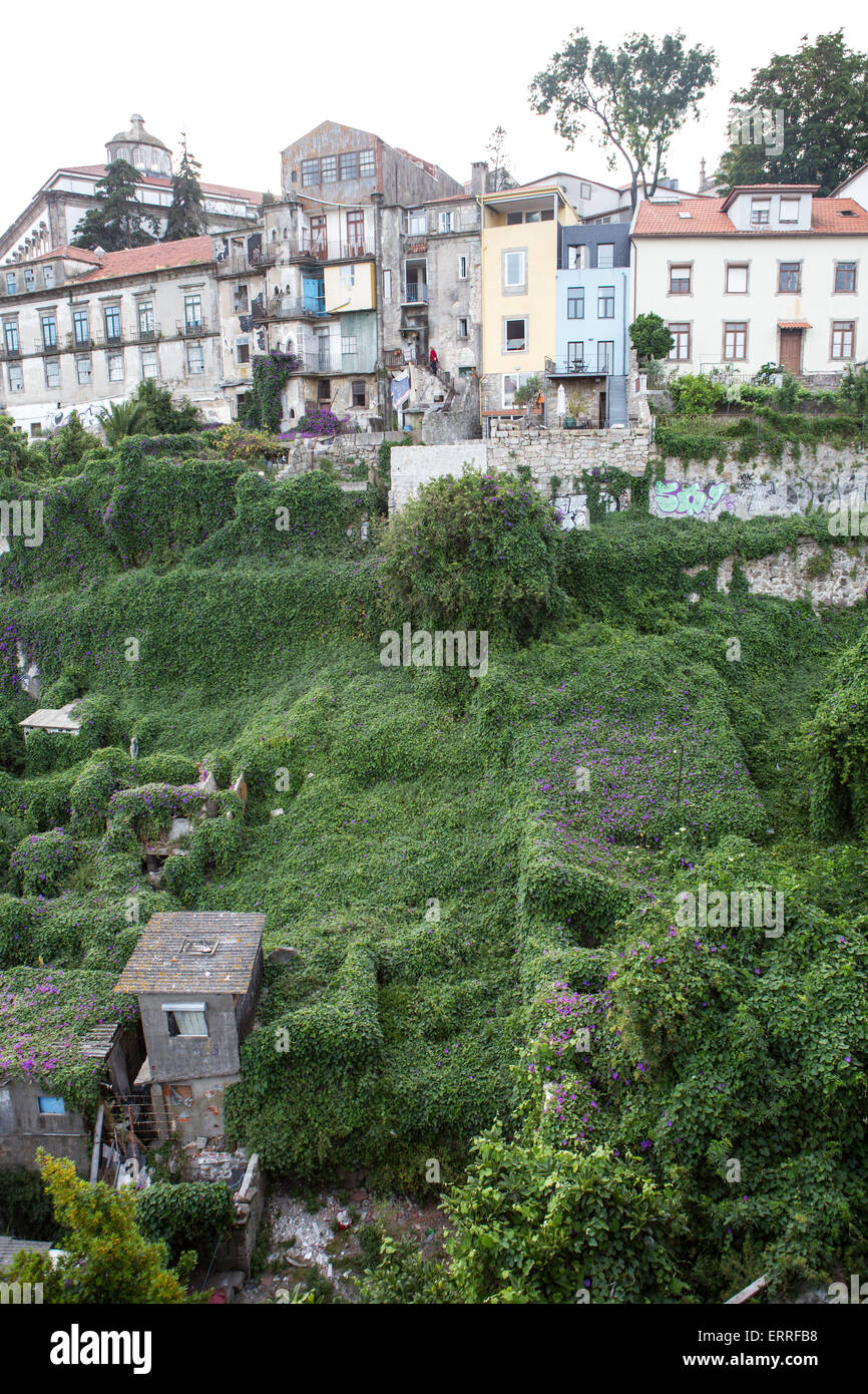 Grüner Teppich deckt Häuser in porto Stockfoto Grüner Teppich deckt Häuser in porto Stockfoto