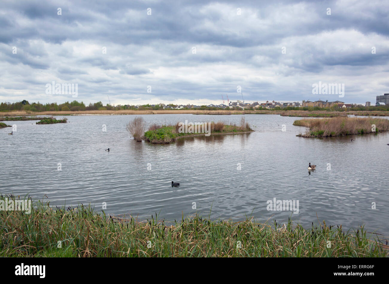 WWT-Reserve in London Wetland Centre Stockfoto