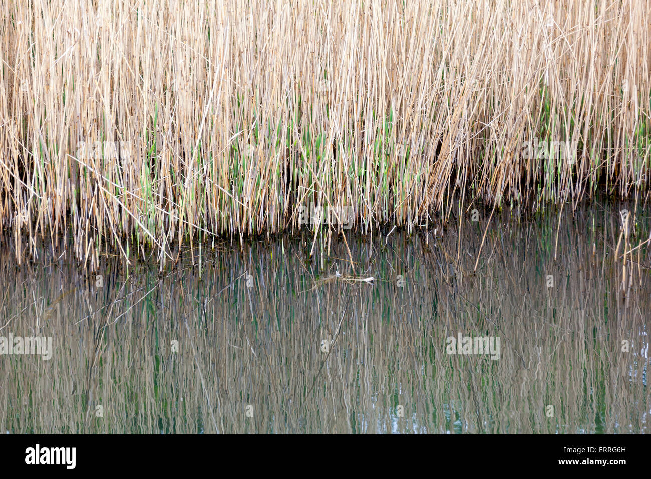 Hohe Gräser am Rand des Teiches Stockfoto