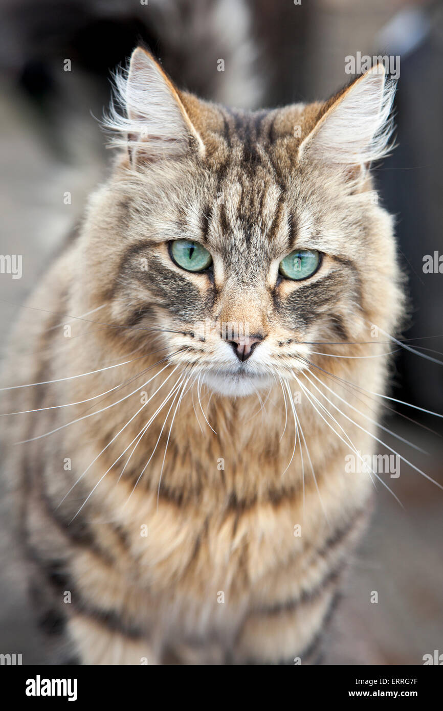 Eine Warnung Katze vor einem Haus Stockfoto