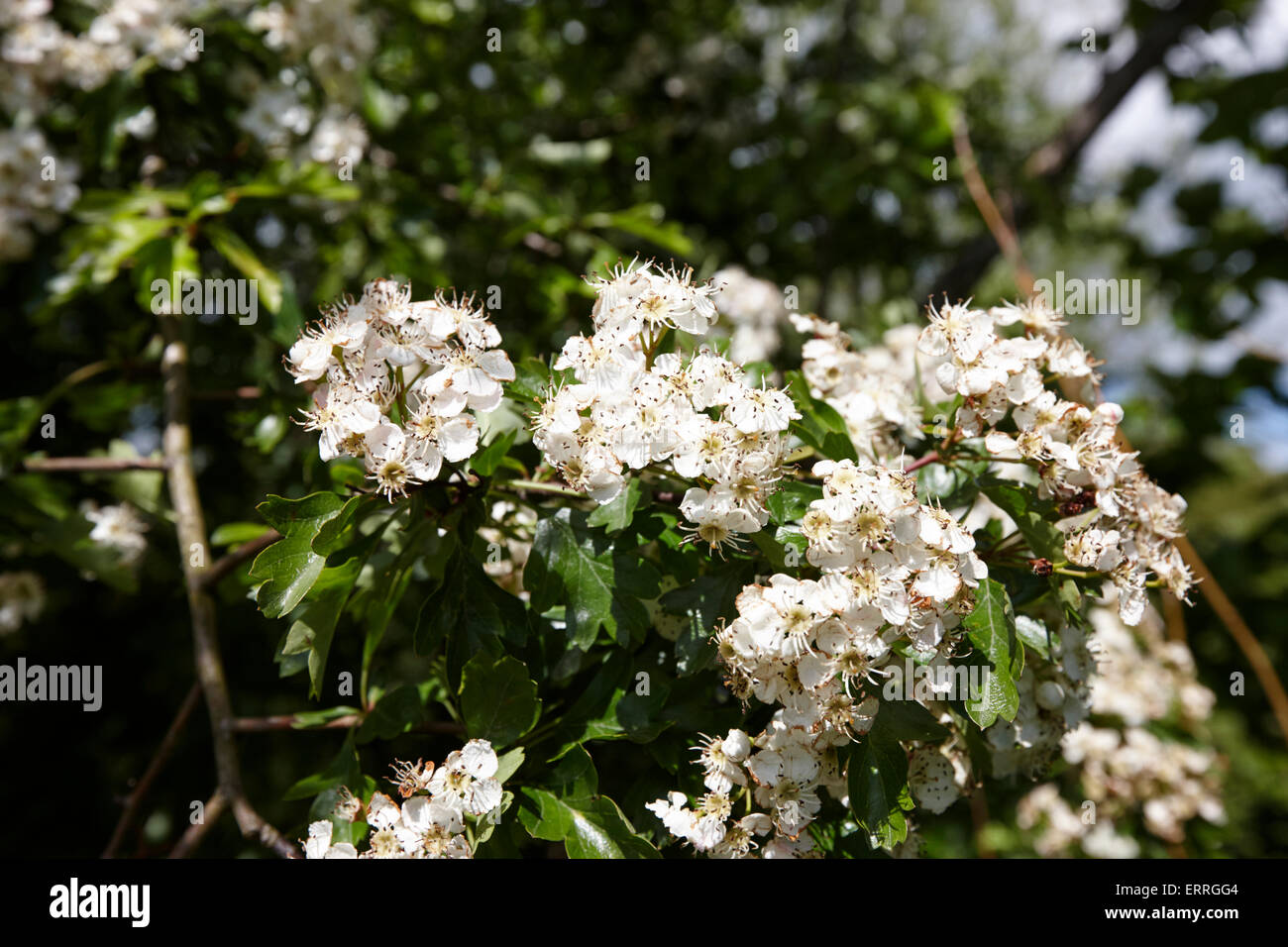 Crataegus Monogyna Irland Fotos Und Bildmaterial In Hoher Aufl sung crataegus-monogyna-irland-fotos-und-bildmaterial-in-hoher-aufl-sung