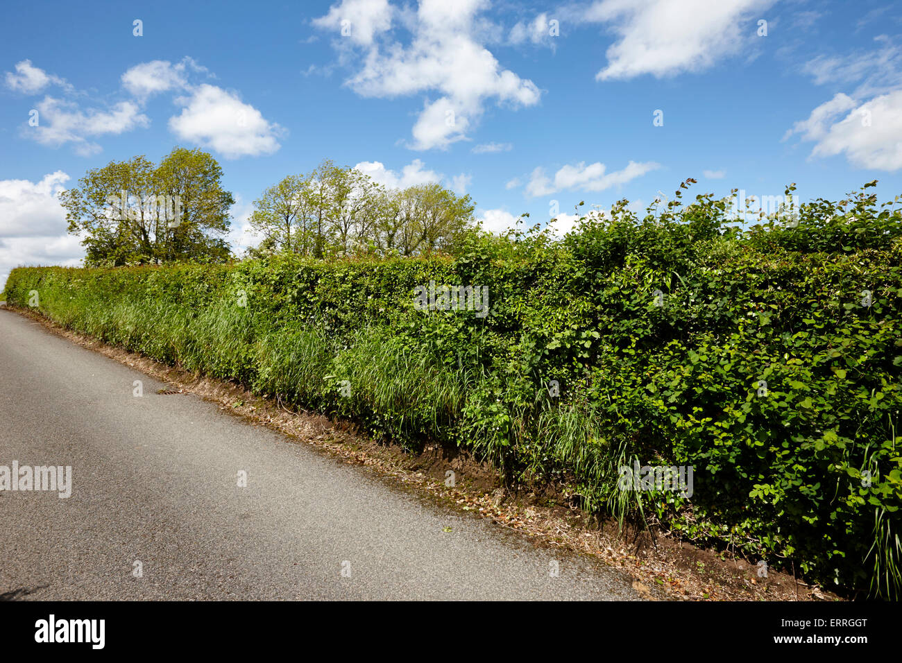 traditionelle irische Hecke Grenze eines Feldes und lokalen ländlichen Lane in County Monaghan, Irland Stockfoto