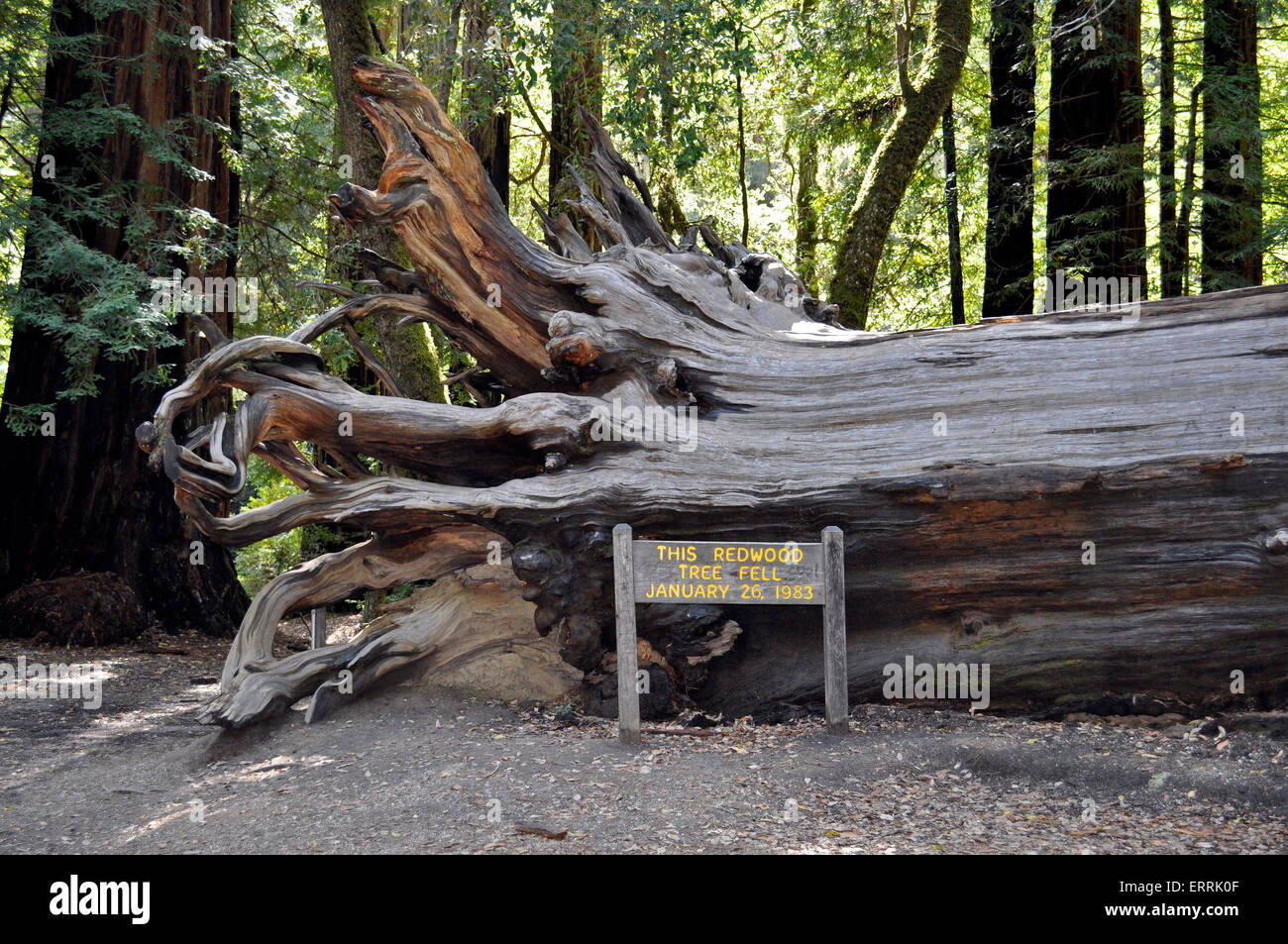 Gefallenen Coast Redwood-Baum, Big Basin Redwoods State Park, Kalifornien Stockfoto