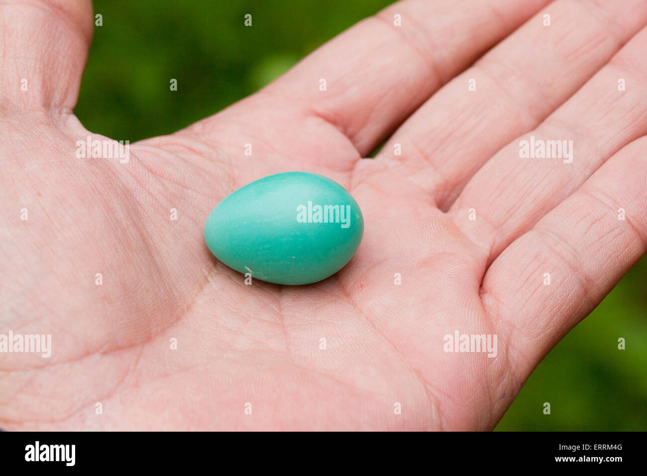 Mann mit amerikanischen Robin (Turdus migratorius) Ei in der Hand - USA Stockfoto