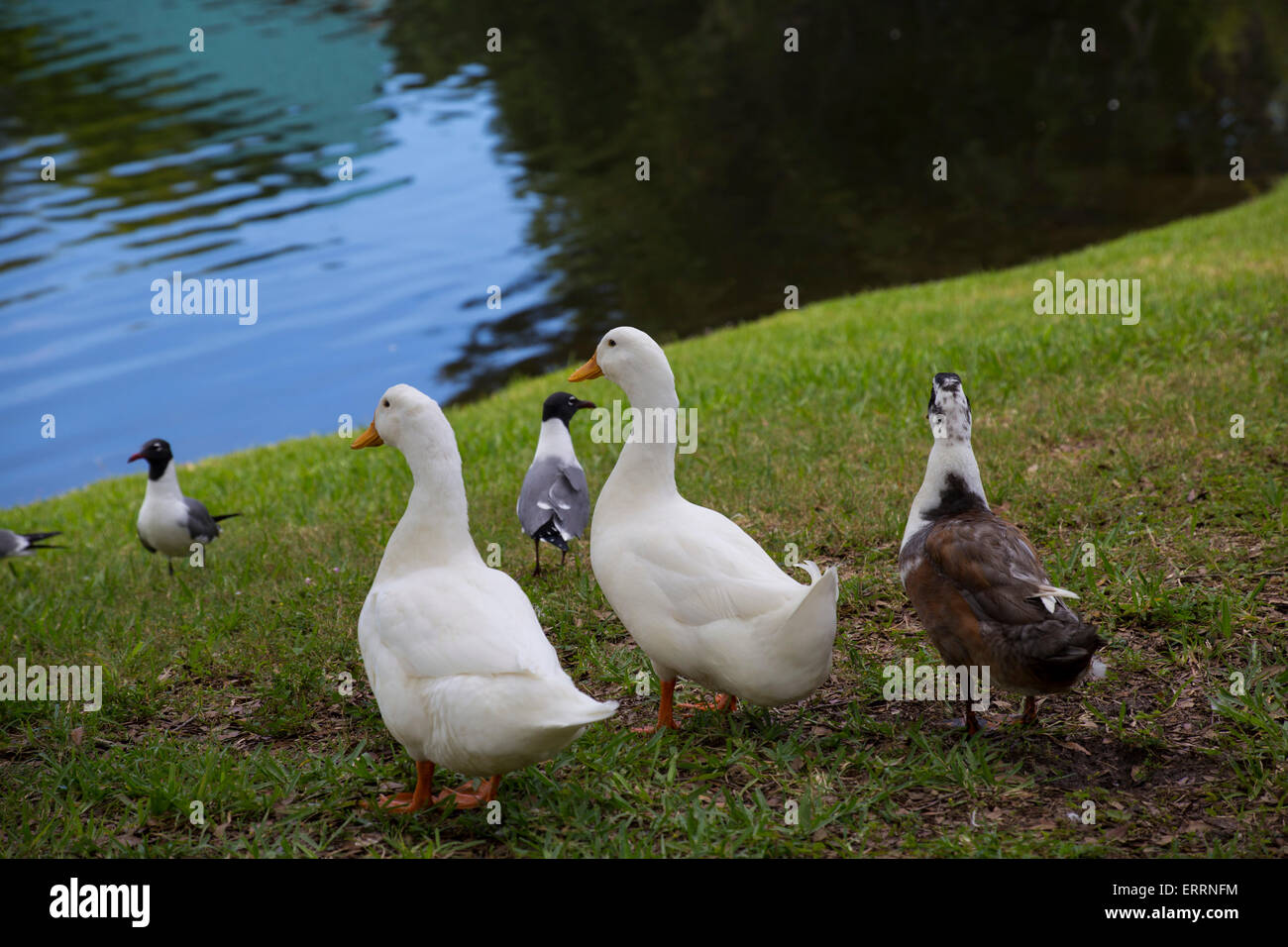 Enten am Teich Stockfoto