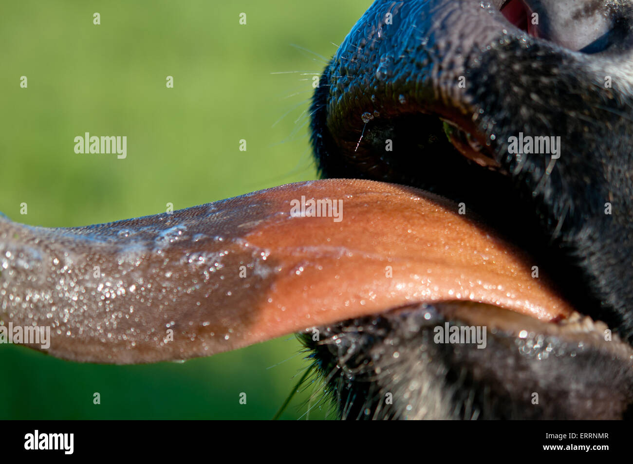 Kuh mit Zunge heraus Stockfotografie - Alamy