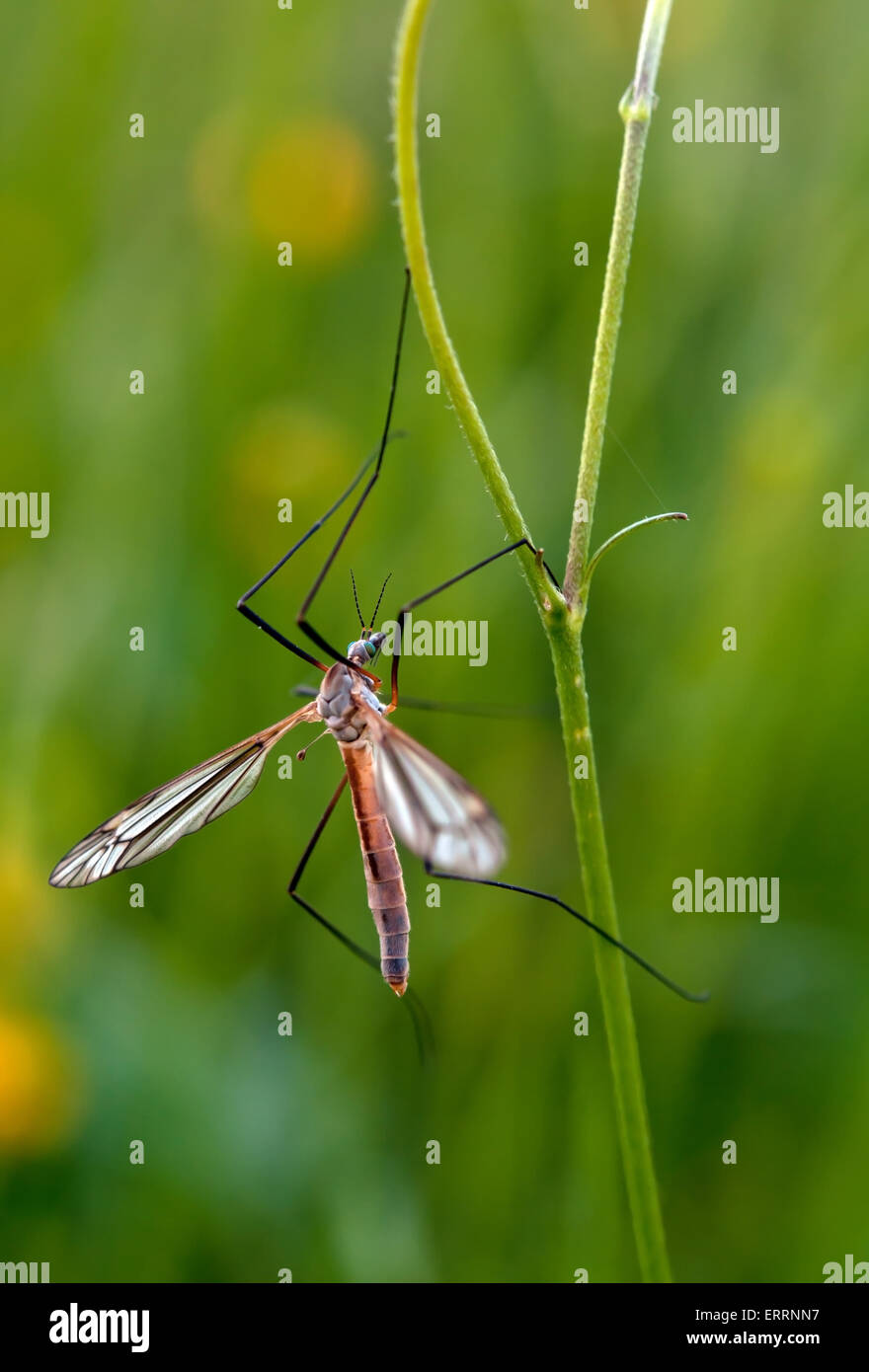 Moskito-Nematocera auf dem Rasen, auf grünem Hintergrund Stockfoto