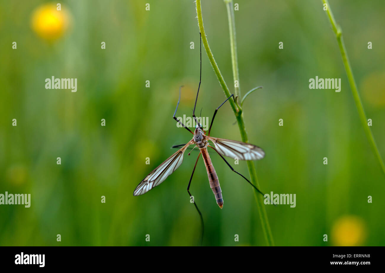 Moskito-Nematocera auf dem Rasen, auf grünem Hintergrund Stockfoto