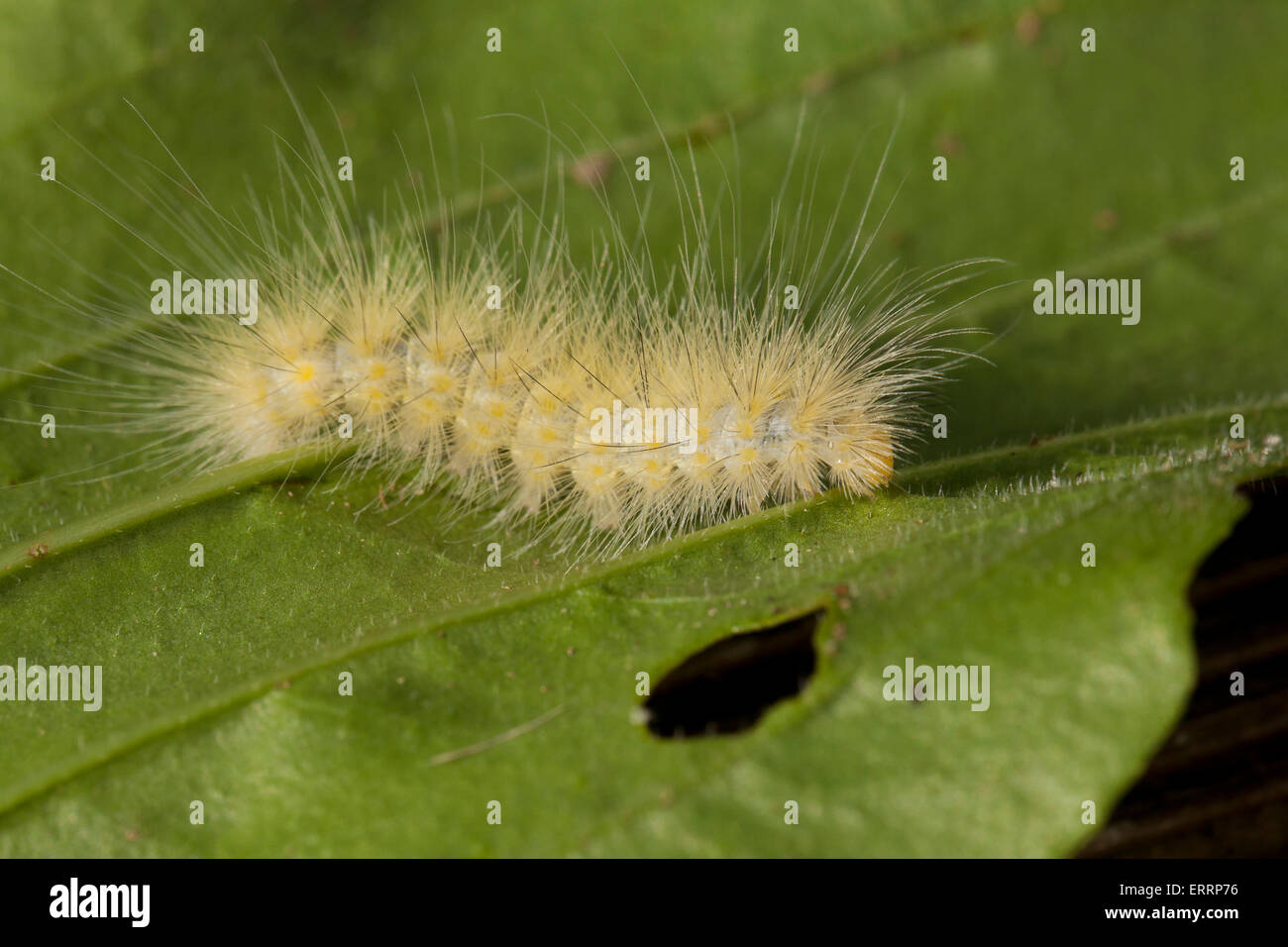 Gelbe Woolly Bär Schmetterling Raupe (Spilosoma Virginica) - Virginia USA Stockfoto