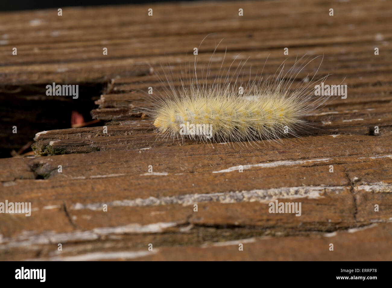 Gelbe Woolly Bär Schmetterling Raupe (Spilosoma Virginica) - Virginia USA Stockfoto